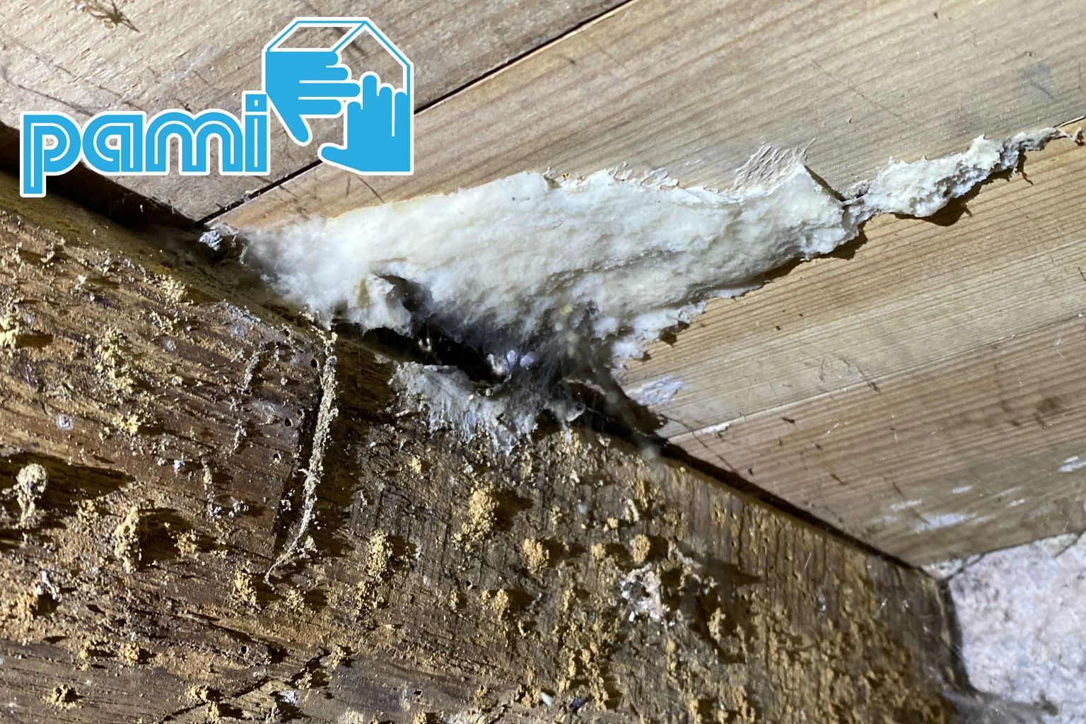 Formation fongique claire sous un plancher après une fuite d'eau à Auriac dans le Cantal