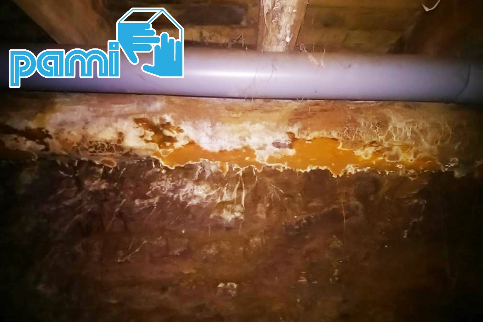 Champignon de couleur rouille observé sous un plancher après une fuite d'eau à Auriac