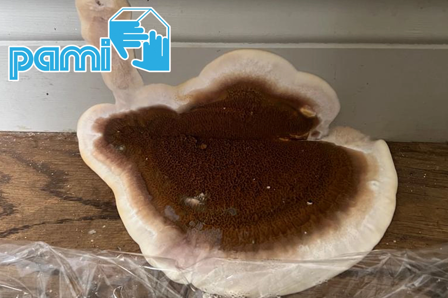 Fructification d’un champignon lignivore sur du bois, probablement de la mérule