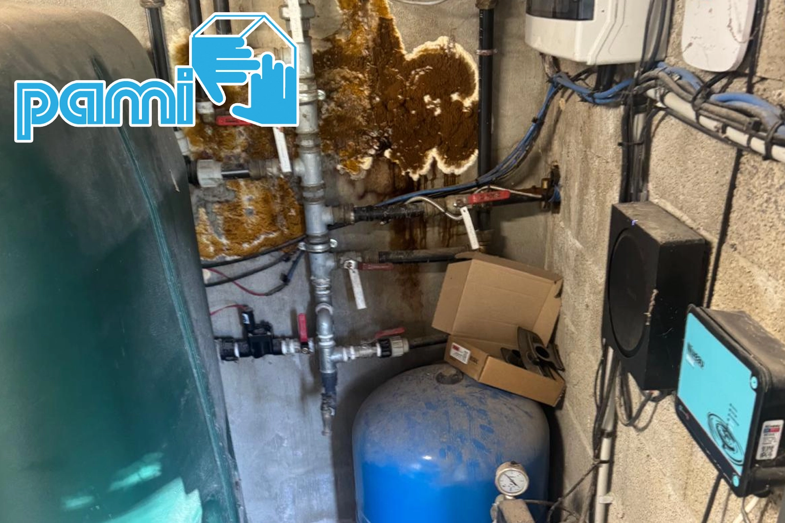 Champignon lignivore d’aspect proche de la mérule dans le local technique d’une piscine à Cassis