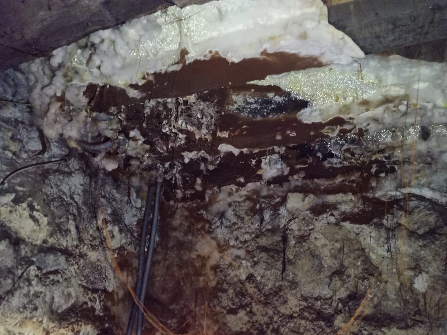 controle charpente bois attaque merule expert