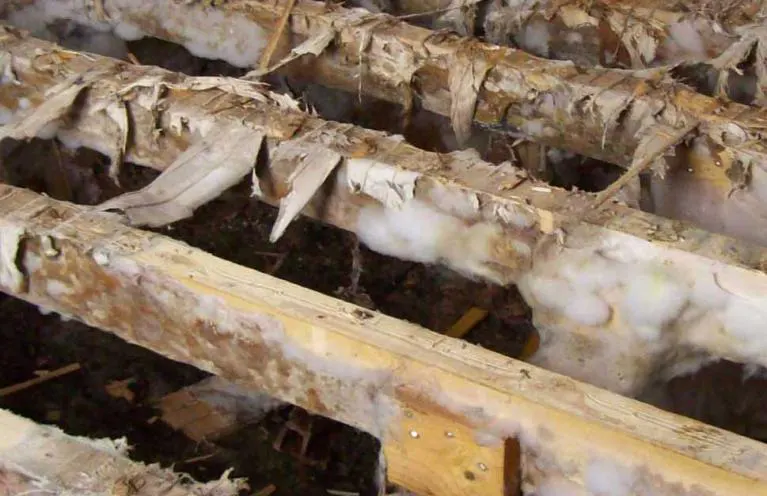 Des bois de plancher infestés par la mérule