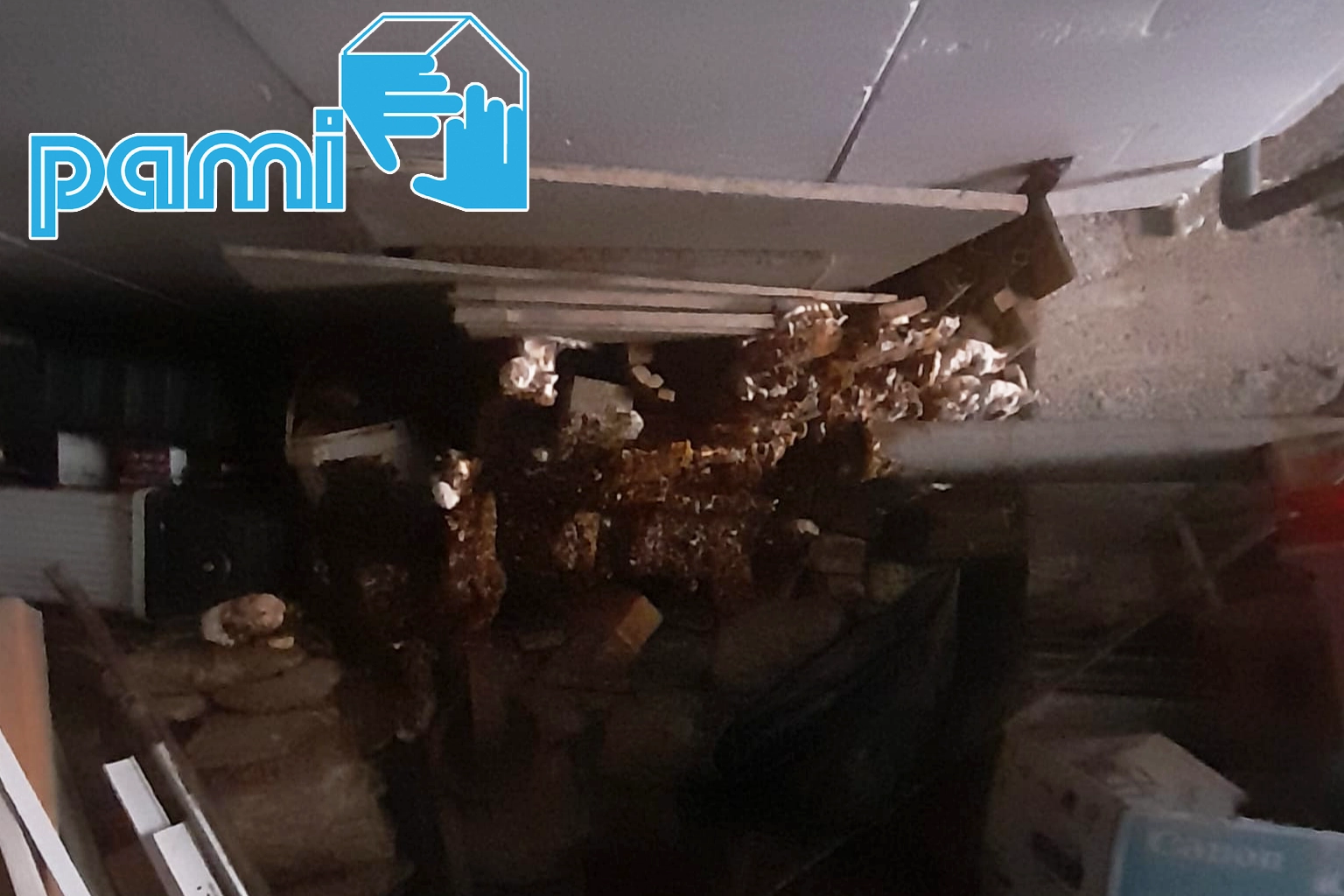 Développements fongiques sous un plancher dans un espace sombre à Saint-Martin-de-l’Arçon, Hérault
