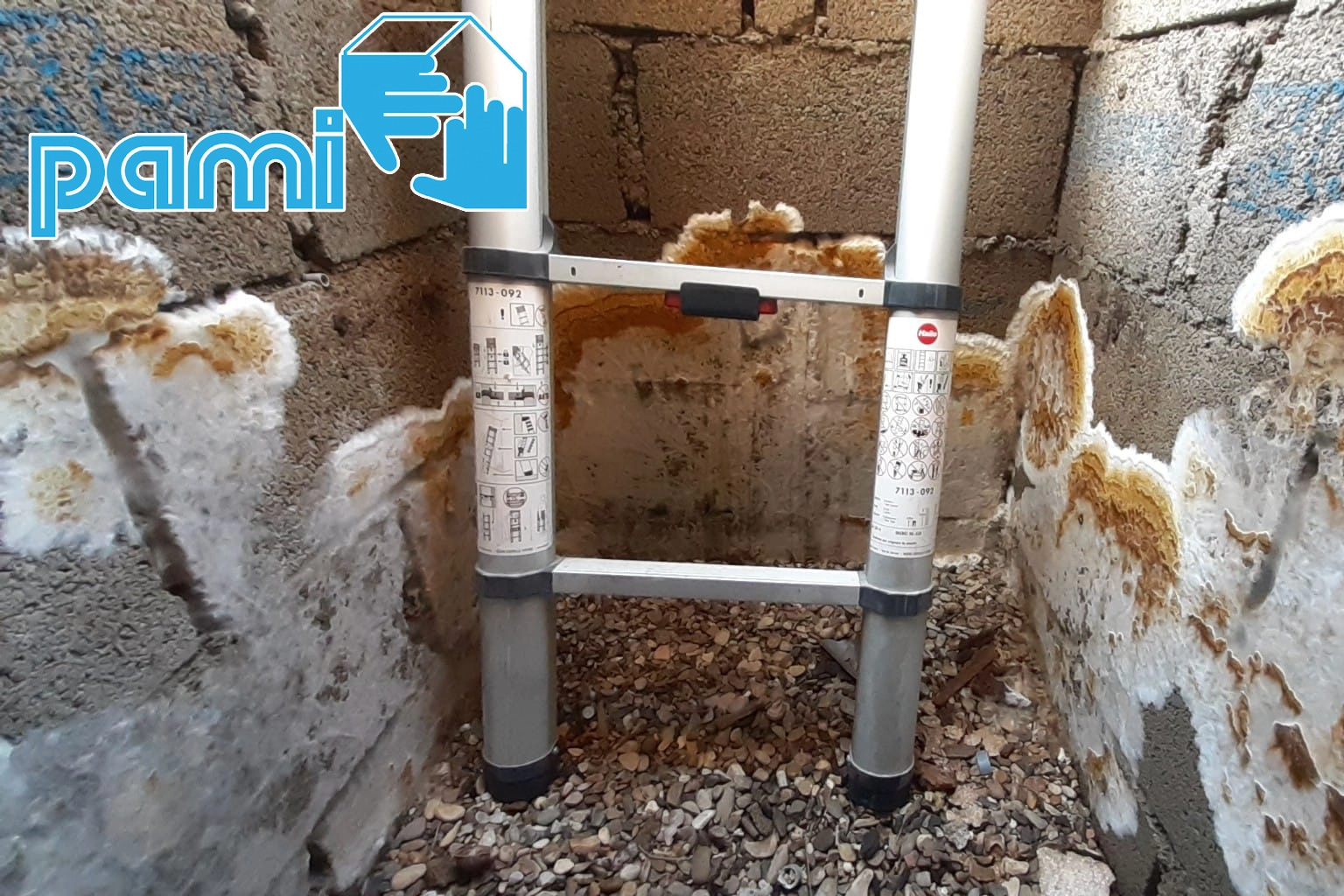 Développements fongiques blanchâtres et bruns sur les murs d’un vide sanitaire près de Béziers dans l’Hérault