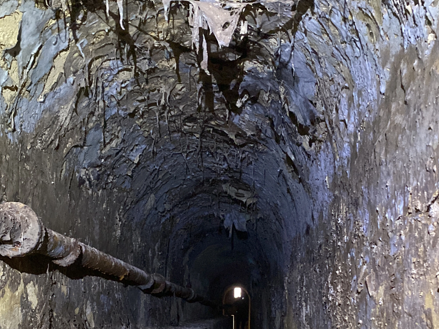 filaments merule propagation mur maison