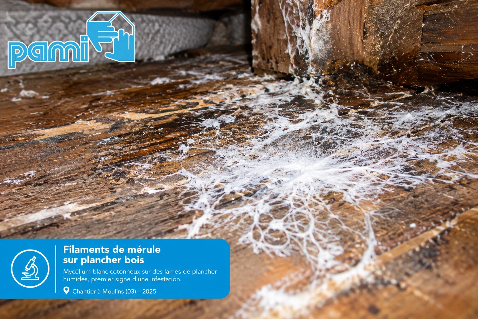 Filaments blancs cotonneux de mérule sur un plancher en bois dans une maison de l’Allier