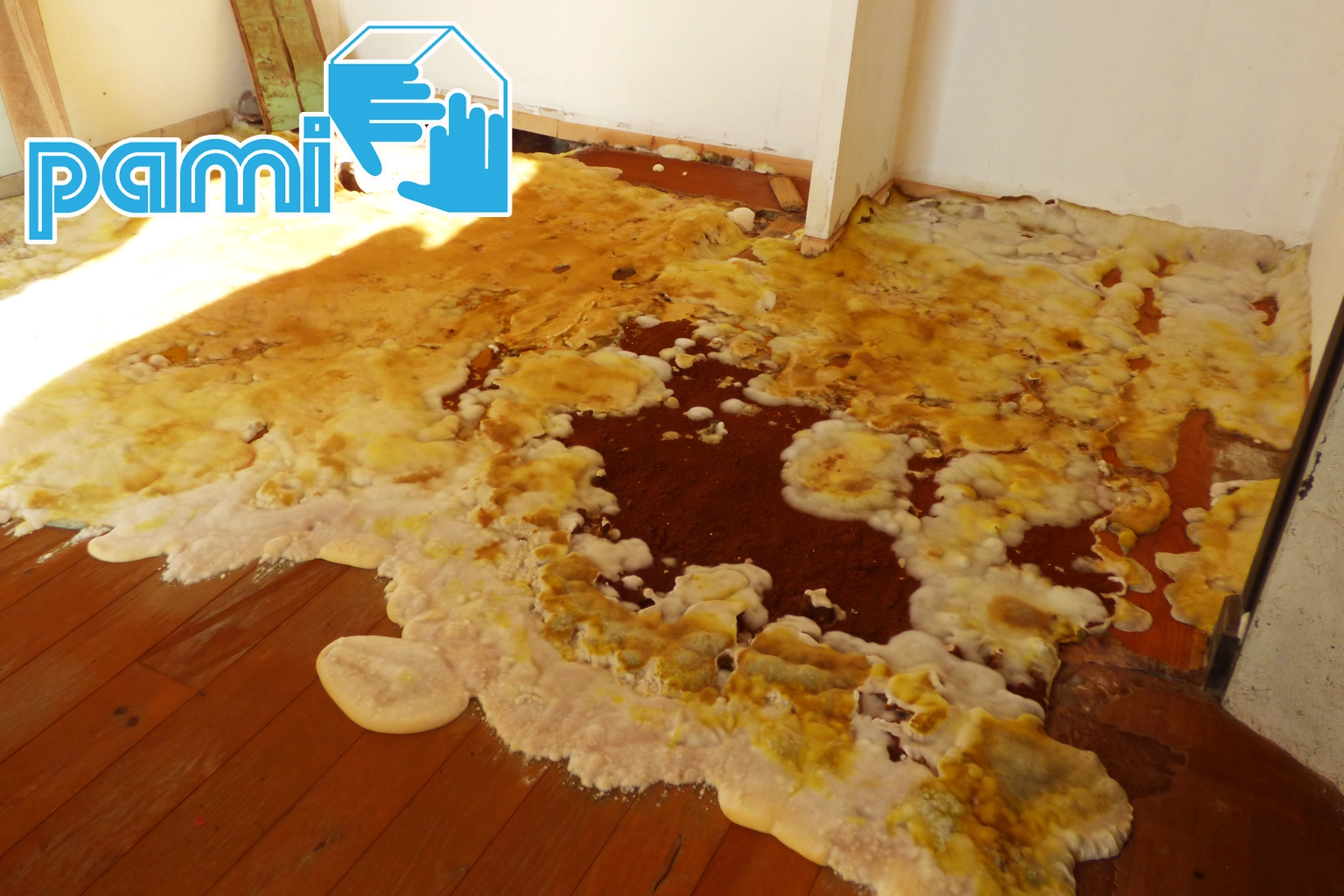Autre angle de la formation fongique de grande taille sur le plancher au Prunet