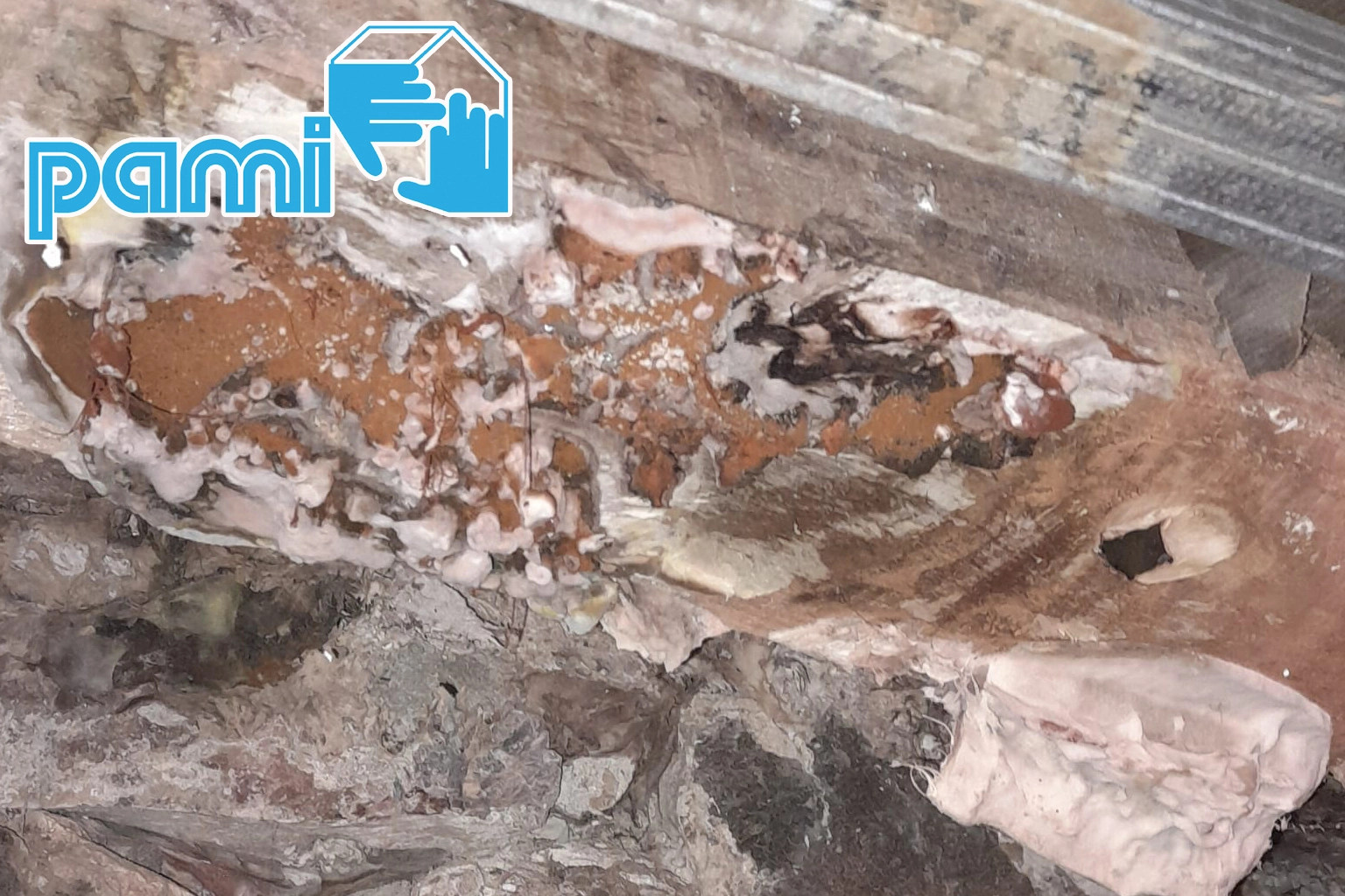Fructification orangée à bords rosés sur une poutre en bois, mérule, à CONILHAC-CORBIERES