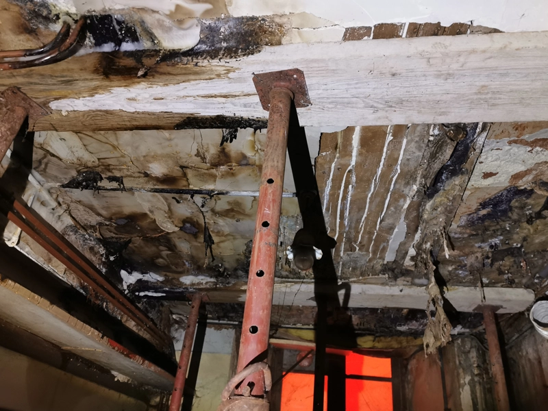 mérule bois pourriture cubique dégradation charpente