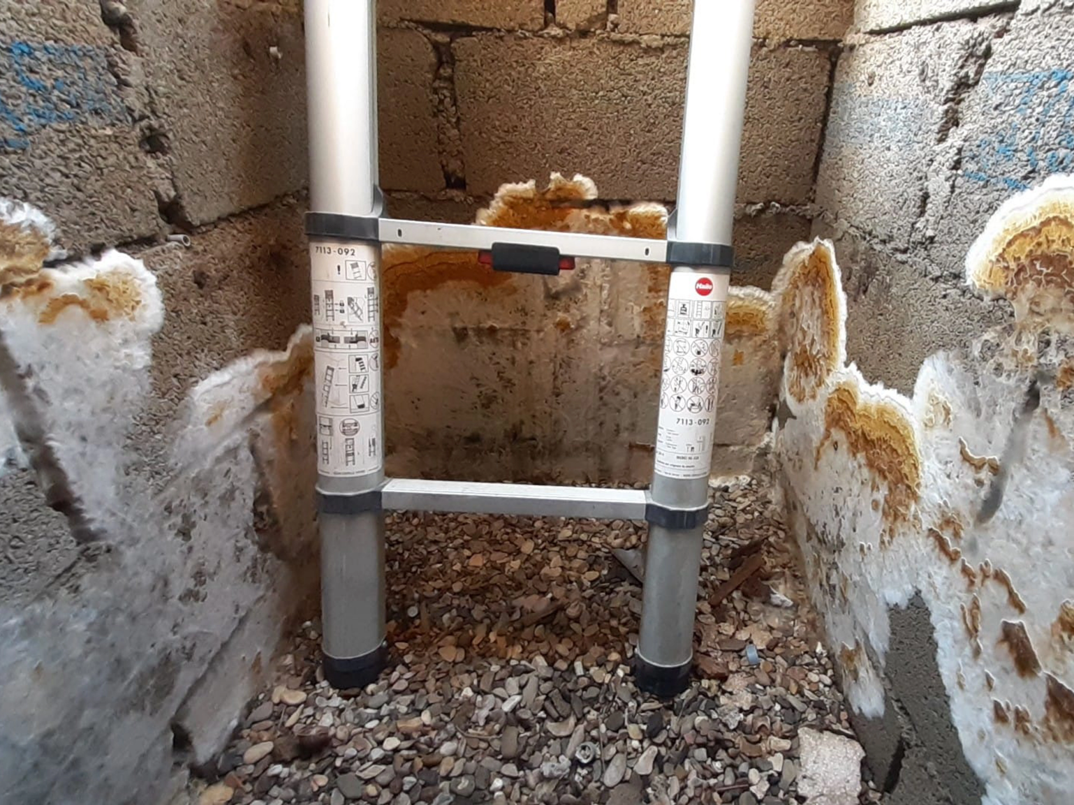merule cave humide developpement champignon herault