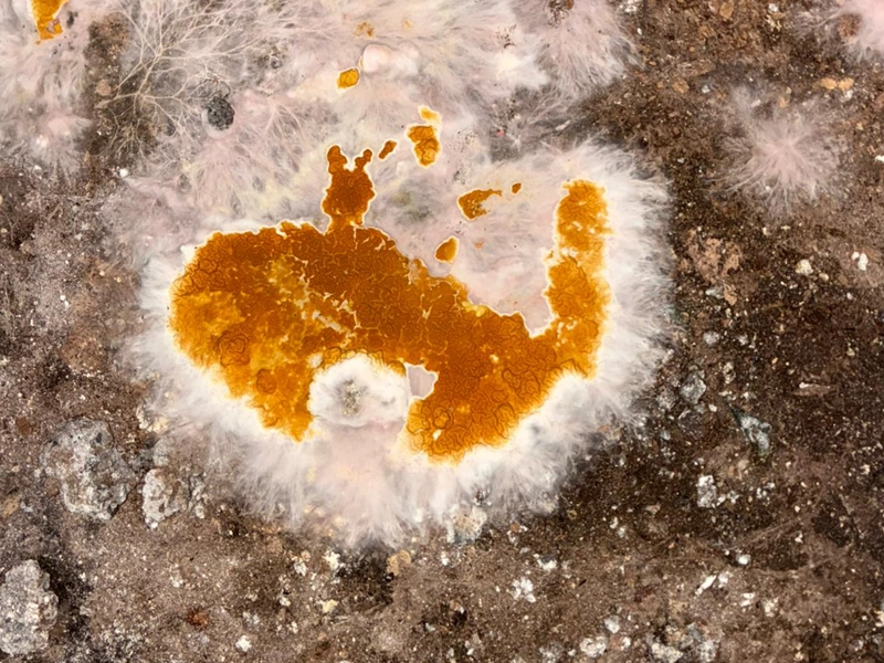 mérule sporophore couleur orange champignon maison