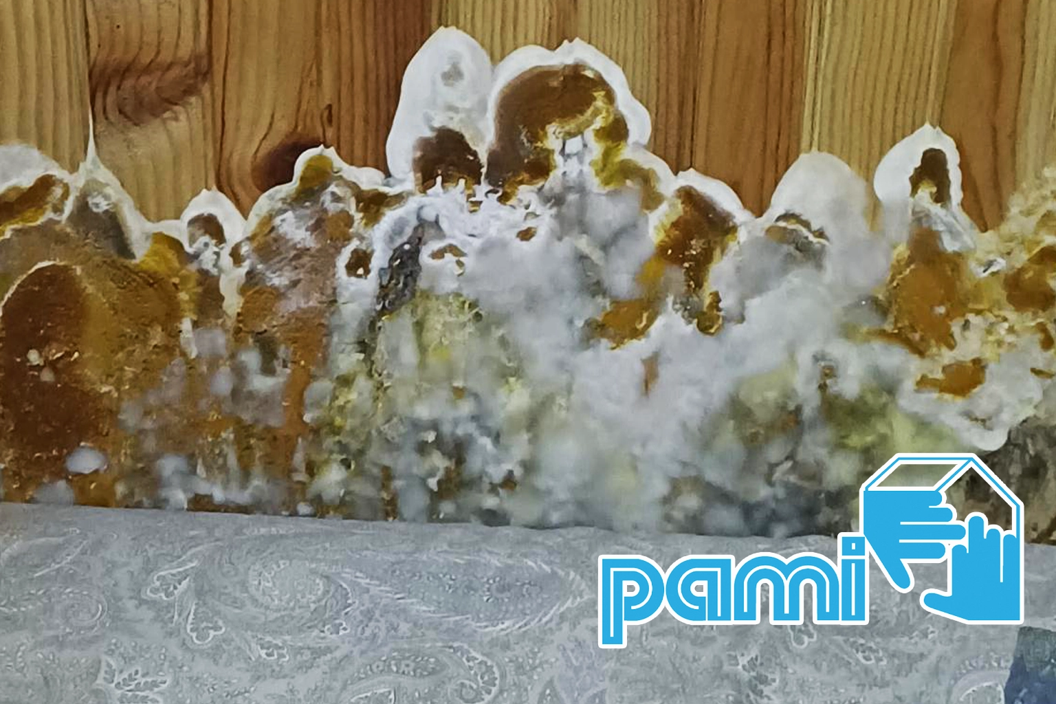 Filaments blanchâtres observés sur une surface en bois suspecte de mérule