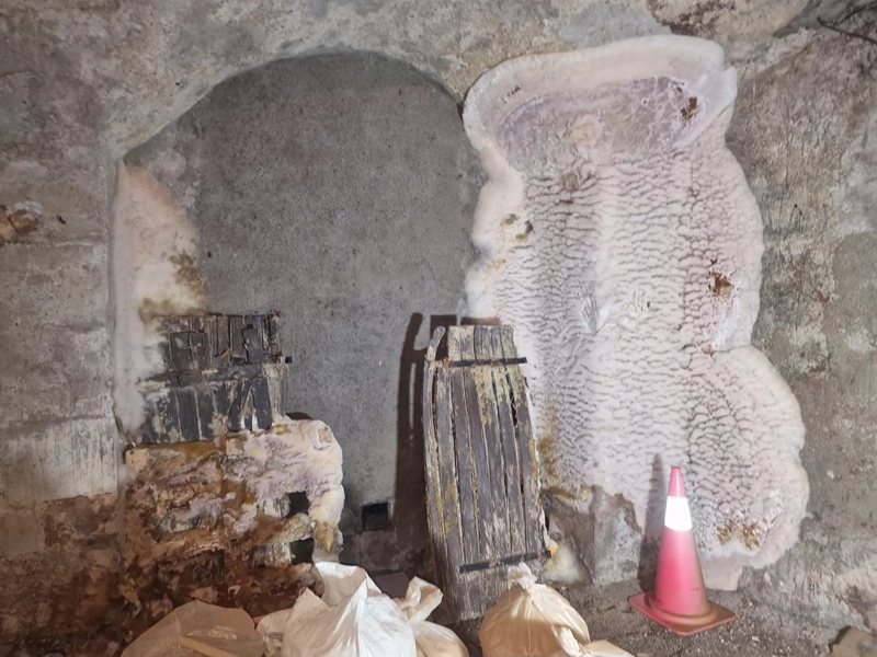 mérule filaments propagation mur maison