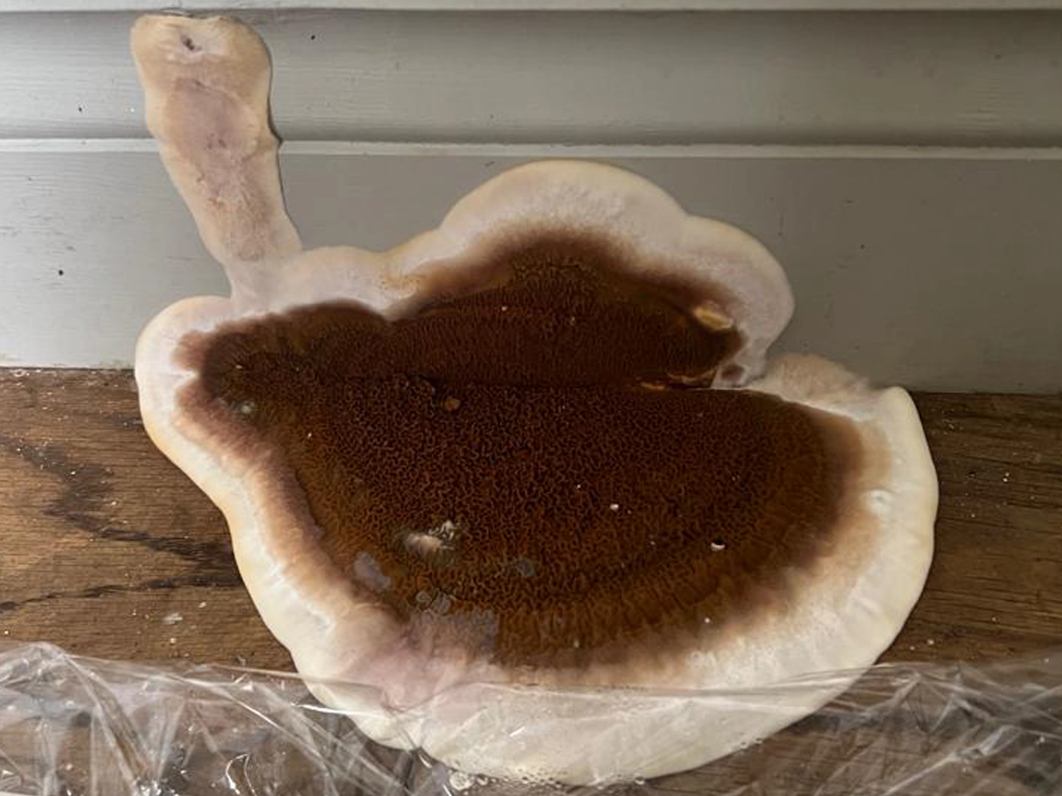 merule plancher bois propagation mur tarn chantier