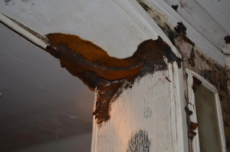 Mérule