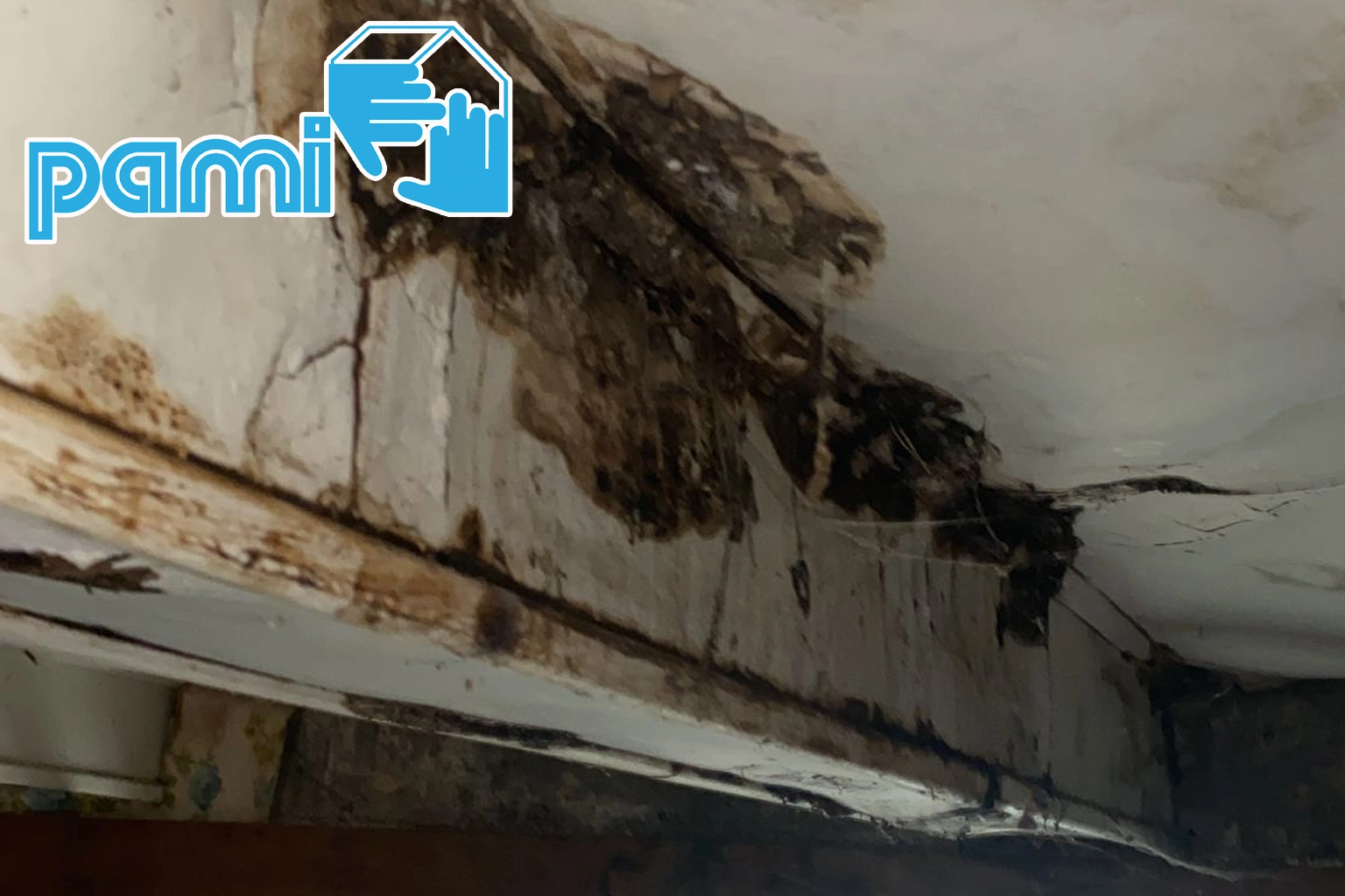 Mérule sèche en phase de sporulation sous un plafond gondolé marqué par une fuite de toiture, près de Laguiole en Aveyron.