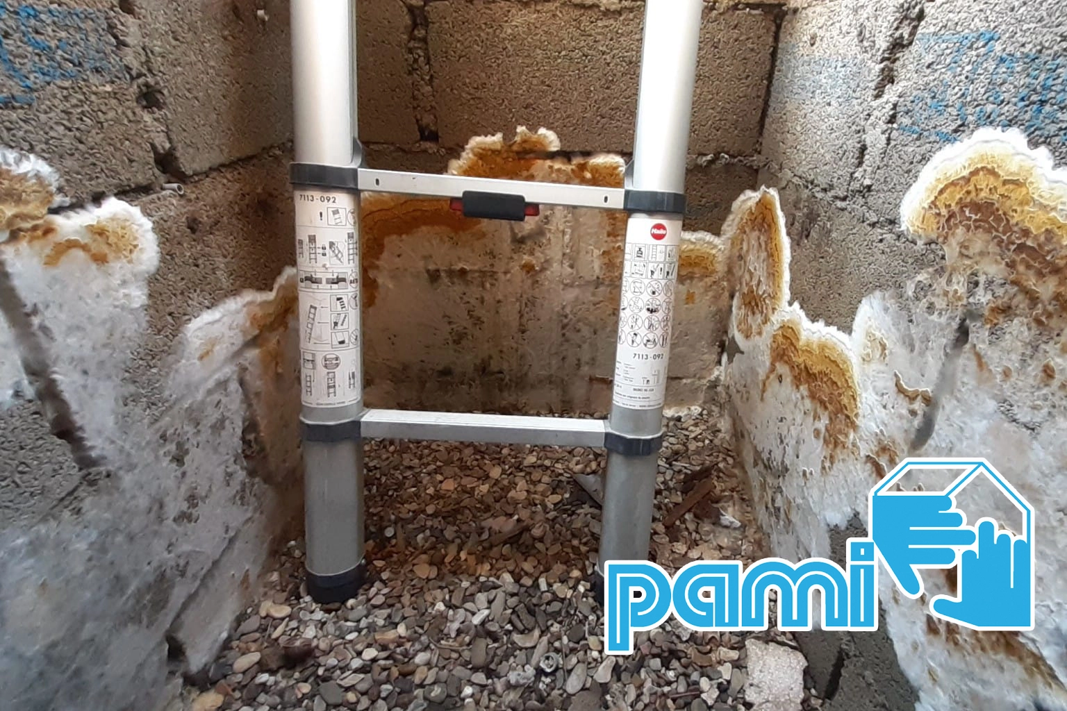 Mérule se développant dans un vide sanitaire près de Béziers, dans l’Hérault.