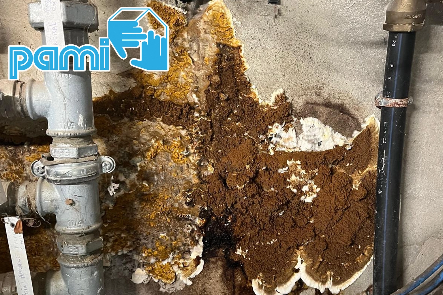 Gros plan d’un champignon lignivore dans la pièce humide d’un local technique de piscine à Cassis