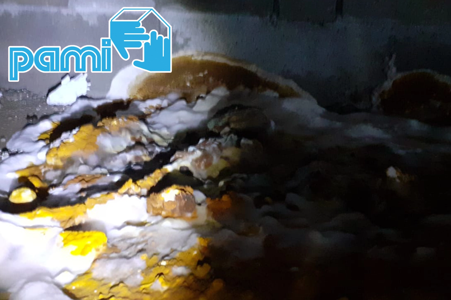 Gros plan du mycélium d’un champignon lignivore dans un vide sanitaire en béton à Saint-Mitre-les-Remparts