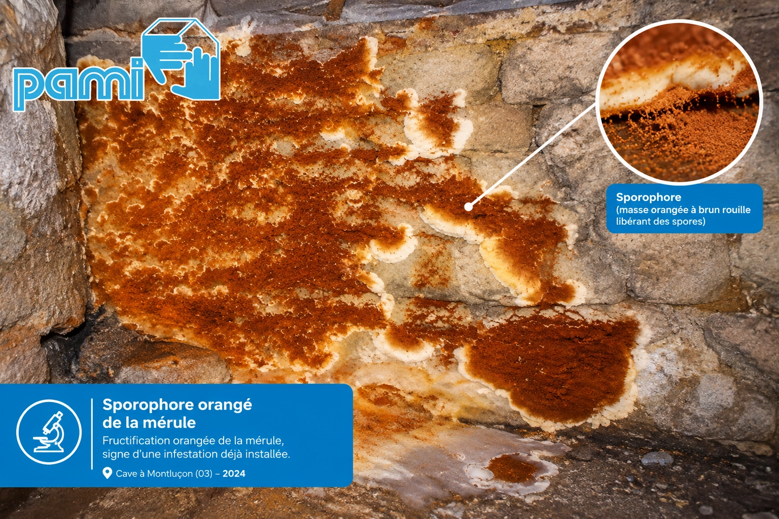 Sporophore orangé de mérule sur un mur de cave humide dans l’Allier