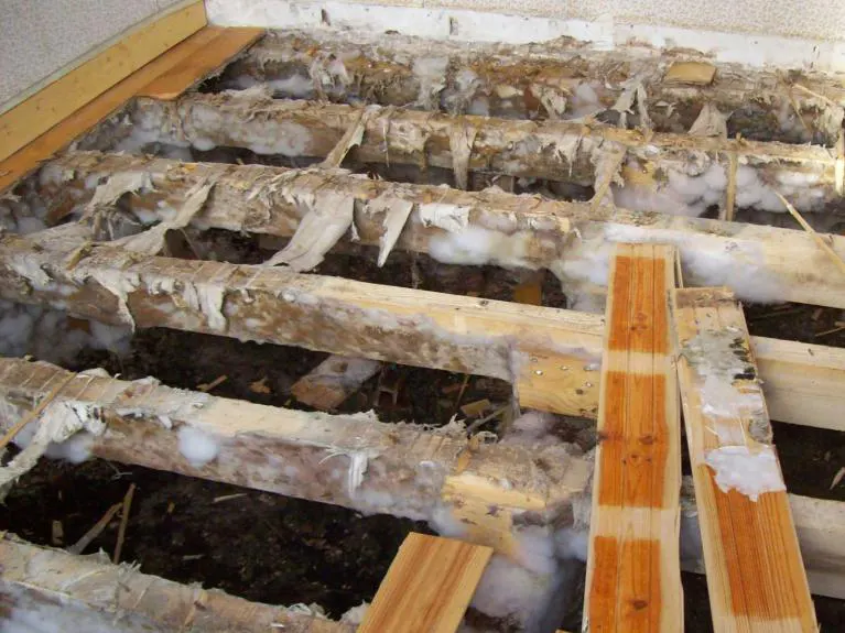 Vérification humidité après traitement mérule