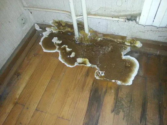 formation de mérule sur un plancher bois