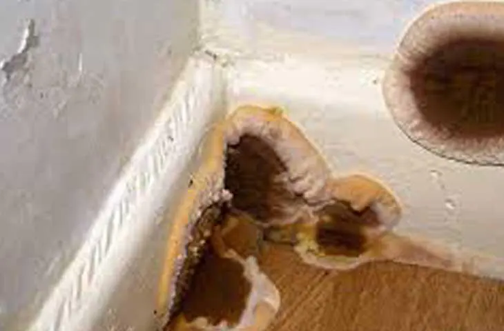 Quatre petits champignons lignivores visibles sur une plinthe dans un angle de mur